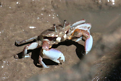 Macrophthalmus pacificus Dana, 1851
