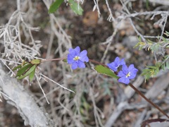 Dampiera linearis