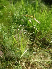 Bromus catharticus catharticus