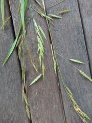Bromus catharticus catharticus