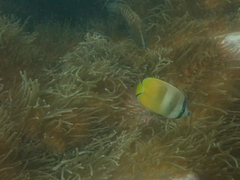 Chaetodon kleinii