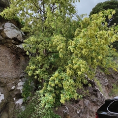 Plagianthus regius regius
