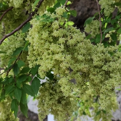 Plagianthus regius regius