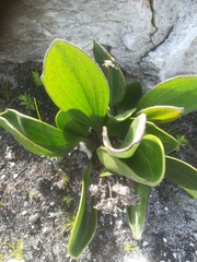 Mairia coriacea