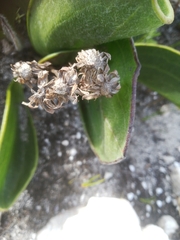 Mairia coriacea