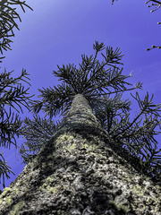 Araucaria araucana