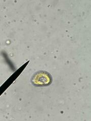 Heterosigma akashiwo