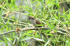 Chrysococcyx xanthorhynchus