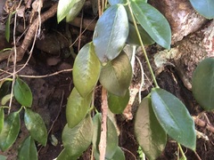 Hoya australis