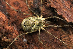 Lacinius dentiger