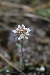 Noccaea magellanica