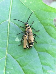 Chauliognathus flavipennis
