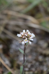 Noccaea magellanica