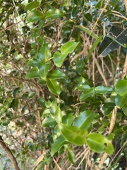 Gossia diversifolia
