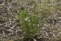 Prostanthera nivea