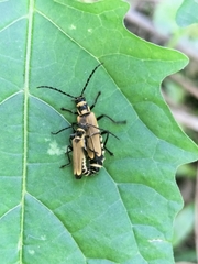 Chauliognathus flavipennis