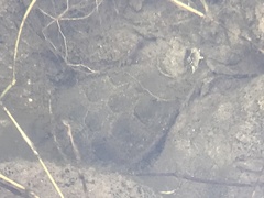 Kinosternon sonoriense