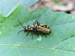 Chauliognathus flavipennis