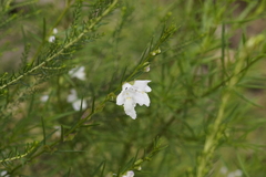 Prostanthera nivea