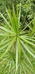 Dracaena reflexa angustifolia