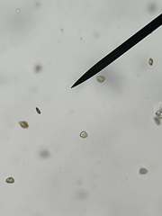 Heterosigma akashiwo