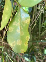 Diospyros yaouhensis