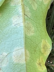 Diospyros yaouhensis