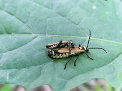 Chauliognathus flavipennis