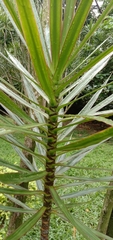 Dracaena reflexa angustifolia