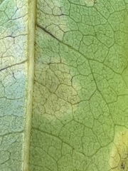 Diospyros yaouhensis