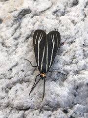 Ctenucha venosa