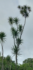 Dracaena reflexa angustifolia