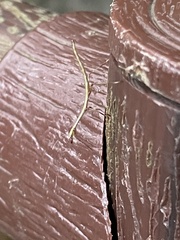 Phraortes stomphax