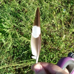 Burhinus