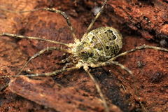 Lacinius dentiger