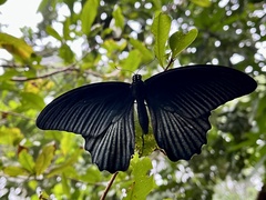 Papilio memnon