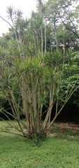Dracaena reflexa angustifolia