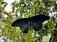 Papilio memnon