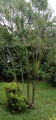 Dracaena reflexa angustifolia