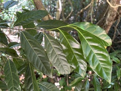 Diospyros fasciculosa