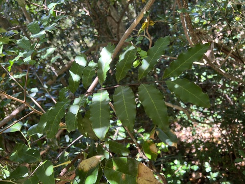 Cupaniopsis trigonocarpa observed 2022-10-28