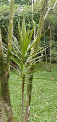 Dracaena reflexa angustifolia