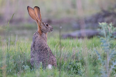 Lepus saxatilis