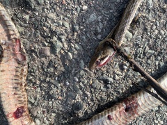 Elaphe quadrivirgata