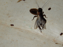 Gryllus bimaculatus