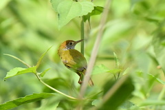 Orthotomus atrogularis