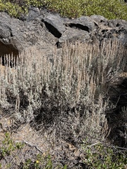 Artemisia tridentata