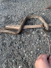 Elaphe quadrivirgata