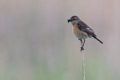 Saxicola torquatus