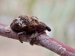 Oxyops fasciatus